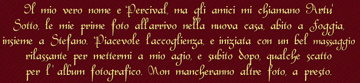 Il mio vero nome  Percival, ma gli amici mi chiamano Art.' Sotto, le mie prime foto all'arrivo nella nuova casa, abito a Foggia, insieme a Stefano. Piacevole l'accoglienza,  iniziata con un bel massaggio rilassante per mettermi a mio agio, e subito dopo, qualche scatto per l' album fotografico. Non mancheranno altre foto, a presto